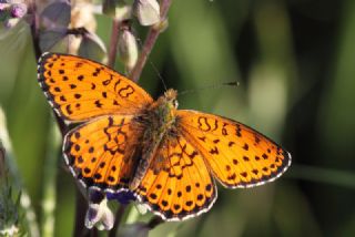 ift Noktal Brentis (Brenthis hecate)