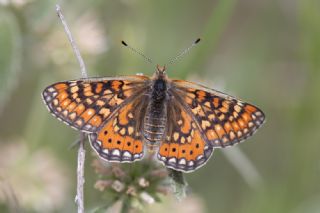 Gzel Nazuum (Euphydryas orientalis)