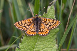 Gzel Nazuum (Euphydryas orientalis)