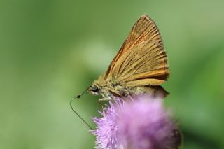 Orman Zpzp (Ochlodes sylvanus)