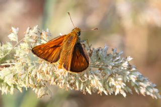 Orman Zpzp (Ochlodes sylvanus)