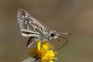 Gm Benekli Zpzp (Hesperia comma)