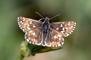 Ebegmeci Zpzp (Pyrgus malvae)