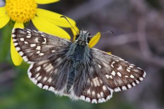 Sar Bandl Zpzp (Pyrgus sidae)