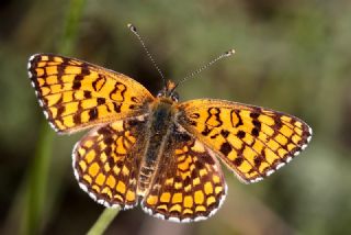 Cezayirli parhan (Melitaea ornata)