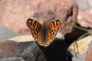 Anadolu ehzadesi (Thaleropis ionia)