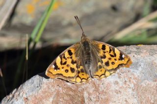 Anadolu ehzadesi (Thaleropis ionia)