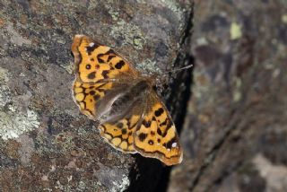 Anadolu ehzadesi (Thaleropis ionia)