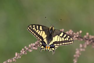 Krlangkuyruk (Papilio machaon)