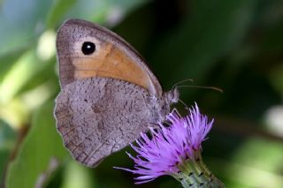 Esmerperi (Hyponephele lupina)