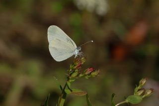 Narin Orman Beyaz (Leptidea sinapis)