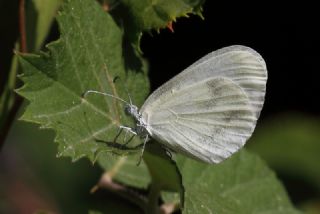 Narin Orman Beyaz (Leptidea sinapis)