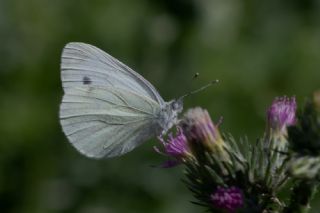 Yalanc Beyazmelek (Pieris pseudorapae)