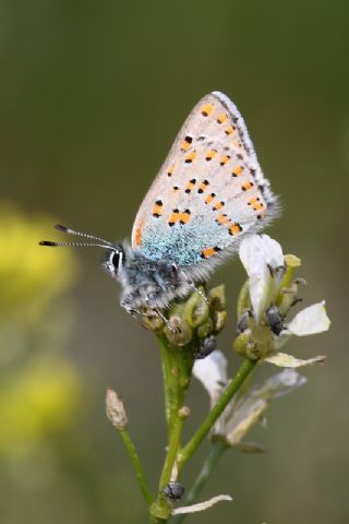 Anadolu Gelincii (Tomares nogelii)