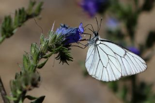 Al Beyaz (Aporia crataegi)