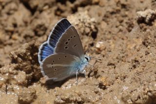 okgzl figenya (Polyommatus iphigenia)