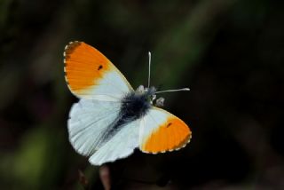 Turuncu Ssl (Anthocharis cardamines)