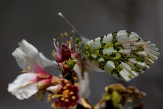 Turuncu Ssl (Anthocharis cardamines)