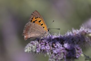 Benekli Bakr Gzeli (Lycaena phlaeas)