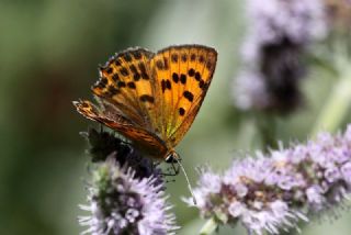 Orman Bakr Gzeli (Lycaena virgaureae)