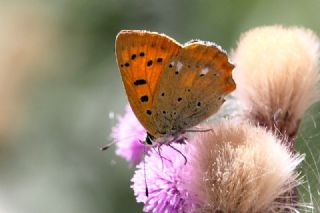 Orman Bakr Gzeli (Lycaena virgaureae)