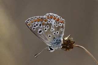 okgzl Balkan Mavisi (Aricia anteros )