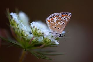 okgzl Balkan Mavisi (Aricia anteros )