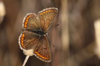 okgzl Balkan Mavisi (Aricia anteros )