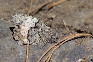 Byk Karamelek (Hipparchia syriaca)