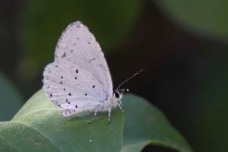 Kutsal Mavi (Celastrina argiolus)