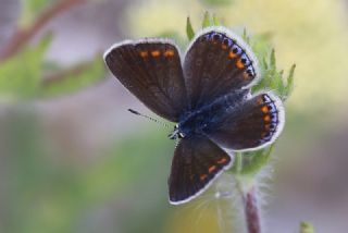 okgzl Meneke Mavisi (Polyommatus thersites)