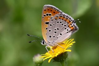 Kk Ate Gzeli (Lycaena thersamon)