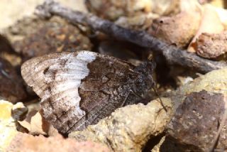 Byk Karamelek (Hipparchia syriaca)