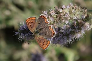 sli Bakr Gzeli (Lycaena tityrus)