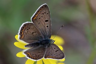 sli Bakr Gzeli (Lycaena tityrus)