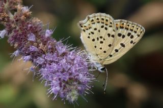 sli Bakr Gzeli (Lycaena tityrus)