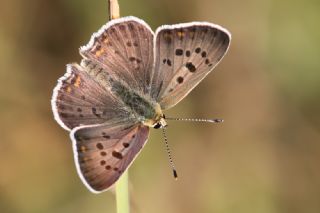 sli Bakr Gzeli (Lycaena tityrus)