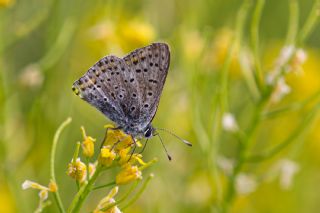 sli Bakr Gzeli (Lycaena tityrus)