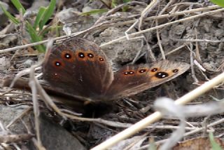 Uygur Gzelesmeri (Proterebia afra)