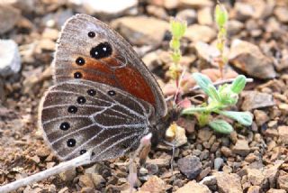 Uygur Gzelesmeri (Proterebia afra)