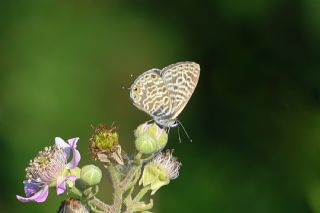 Mavi Zebra (Leptotes pirithous)