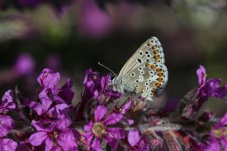 okgzl Balkan Mavisi (Aricia anteros )