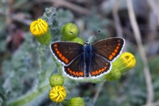 okgzl Esmer (Aricia agestis)