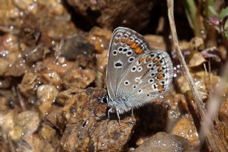 okgzl Orman Esmeri (Aricia artaxerxes)