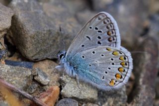 okgzl Mavi (Polyommatus icarus)