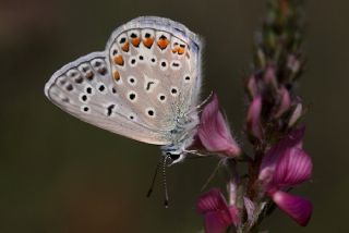 okgzl Mavi (Polyommatus icarus)