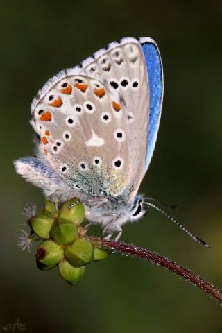 okgzl Gk Mavisi (Polyommatus bellargus)