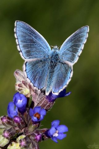 okgzl Gk Mavisi (Polyommatus bellargus)