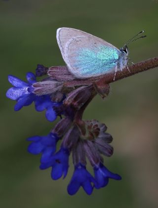 Karagz Mavisi (Glaucopsyche alexis)