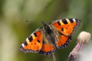 Aglais (Aglais urticae)